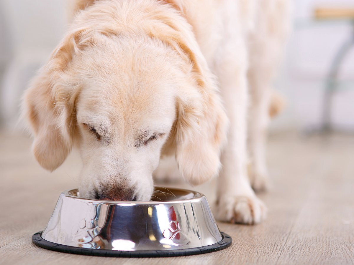 Comment bien s’occuper de son chien : comment nourrir son chien ?