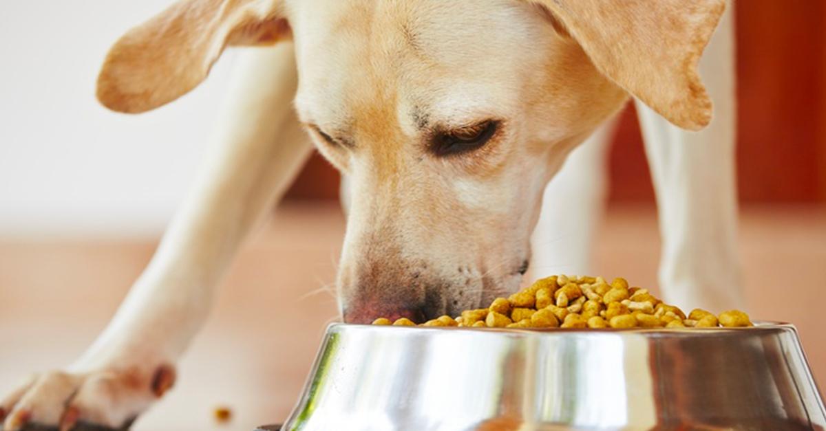 Comment doit-on choisir l’alimentation de son chien ?