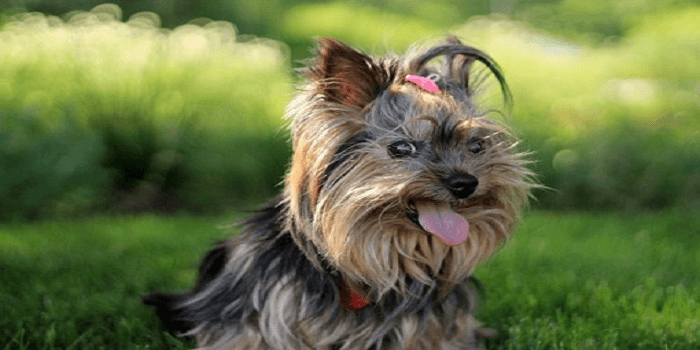 Yorkshire terrier : découvrez cette race de chien