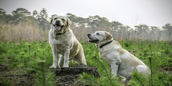 Labrador : découvrez cette race de chien