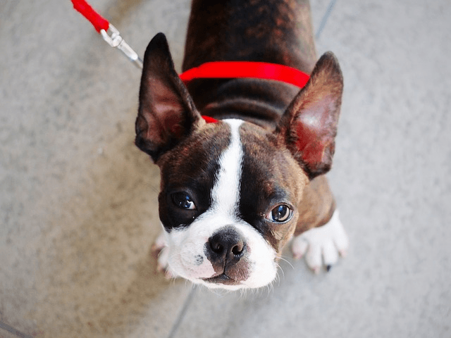 Boston Terrier : découvrez cette race de chien