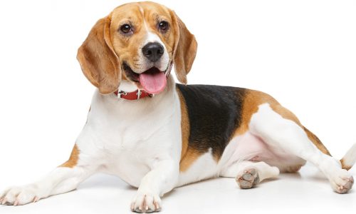 Beagle : découvrez cette race de chien
