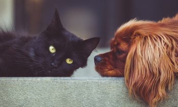 L’antiparasitaire de votre chien: un danger pour votre chat