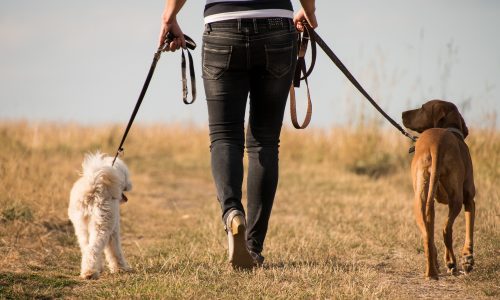 Pourquoi sortir fait du bien à votre chien?