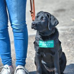 Tout savoir sur les chiens guides d’aveugles