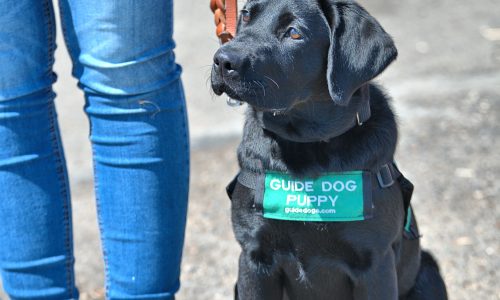Tout savoir sur les chiens guides d’aveugles