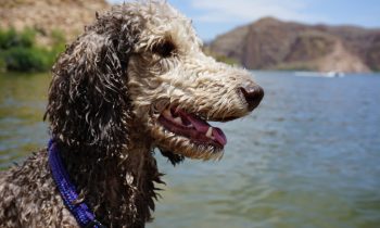 Top 10 des races de chiens d’eau