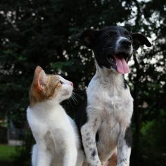 Top 8 des races de chiens compatibles avec les chats