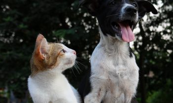Top 8 des races de chiens compatibles avec les chats