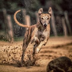 Top 6 des races de chiens les plus rapides au monde