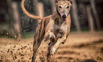 Top 6 des races de chiens les plus rapides au monde