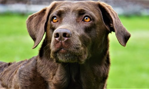 Le top 6 des races de chiens de couleur marron