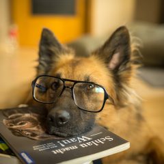 Le top 6 des races de chiens les plus intelligents du monde