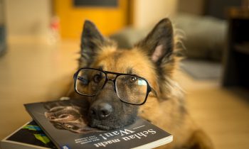 Le top 6 des races de chiens les plus intelligents du monde