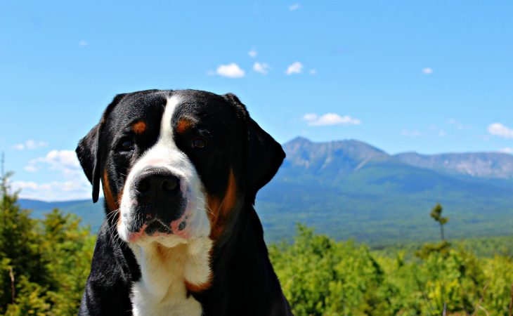 Les 6 races de chiens de montagne les plus connues